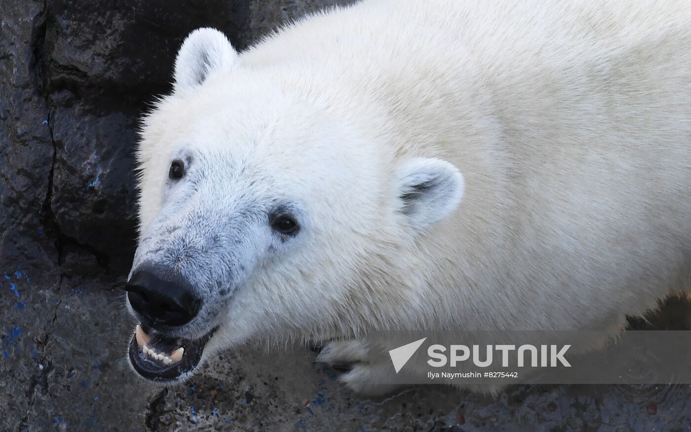 Russia Zoo Polar Bear