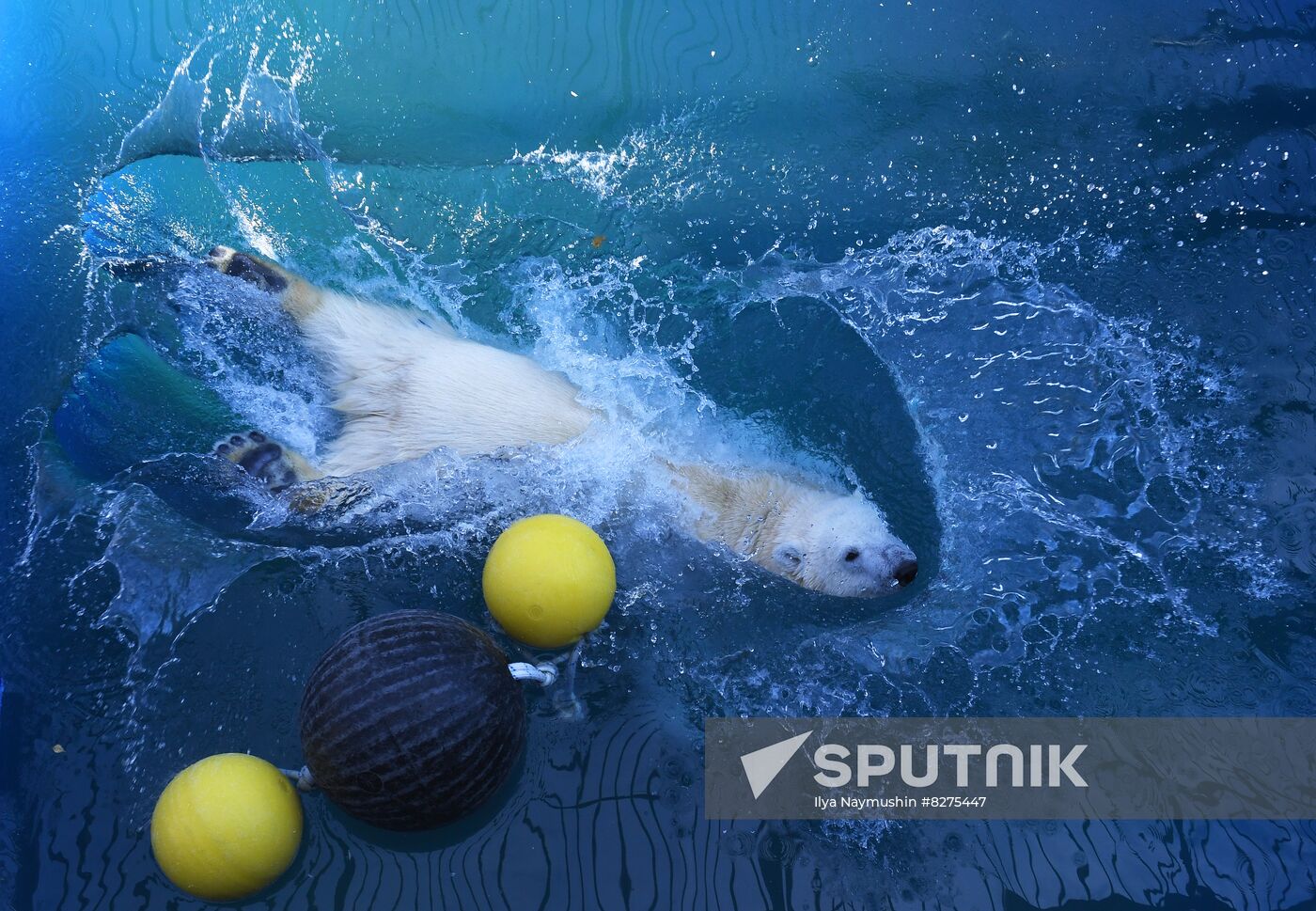 Russia Zoo Polar Bear