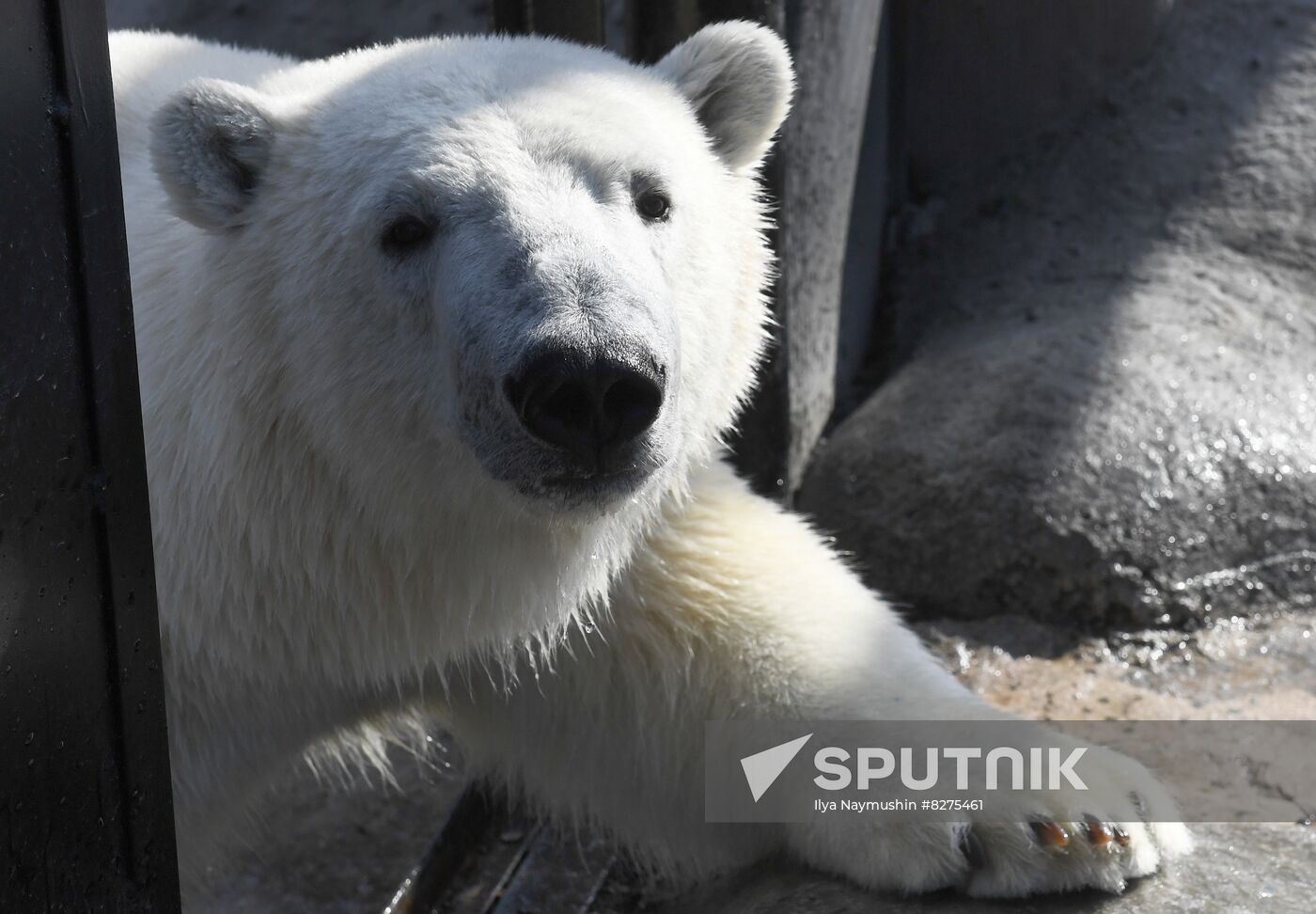 Russia Zoo Polar Bear
