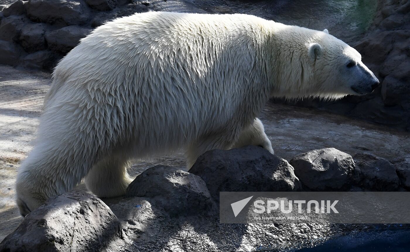 Russia Zoo Polar Bear