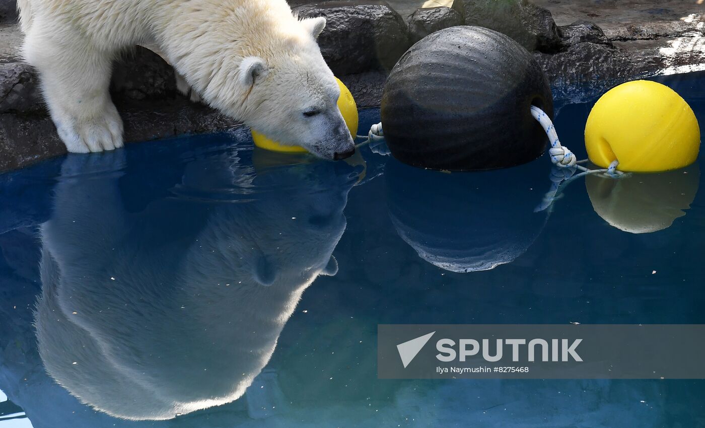 Russia Zoo Polar Bear