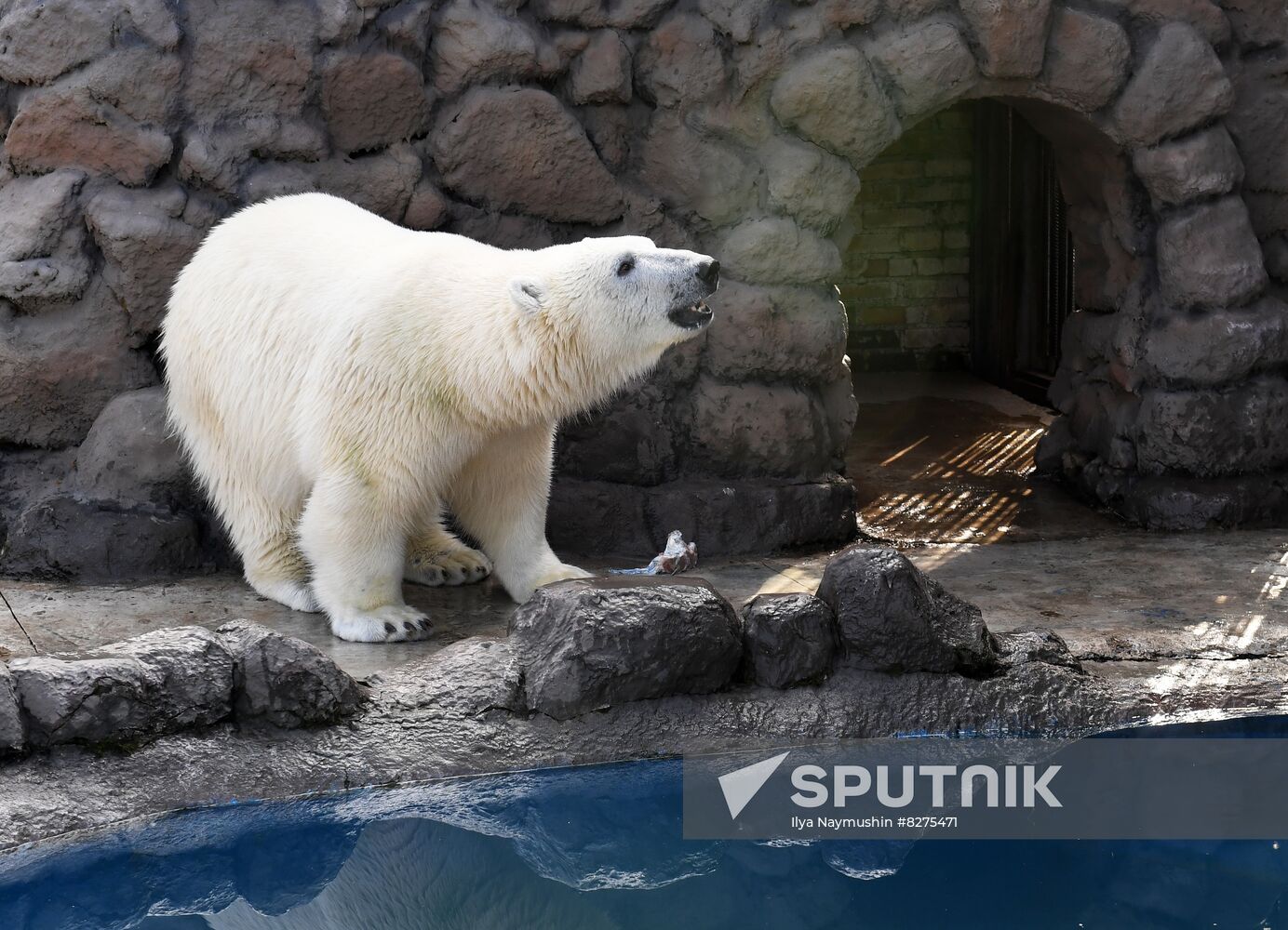 Russia Zoo Polar Bear