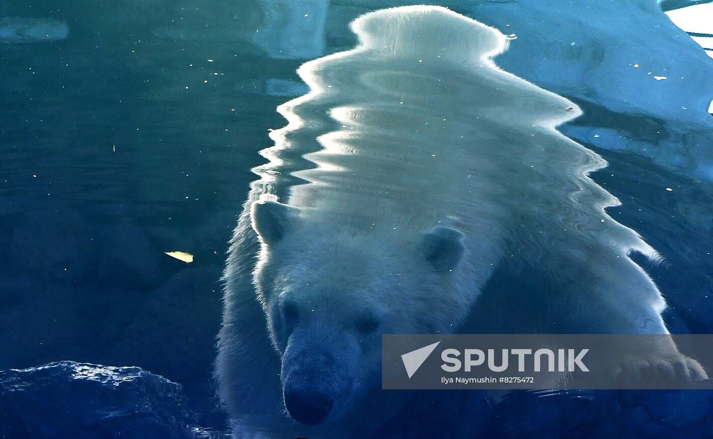 Russia Zoo Polar Bear