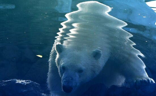 Russia Zoo Polar Bear