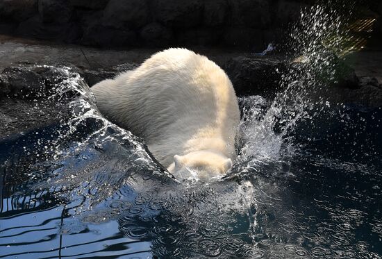 Russia Zoo Polar Bear