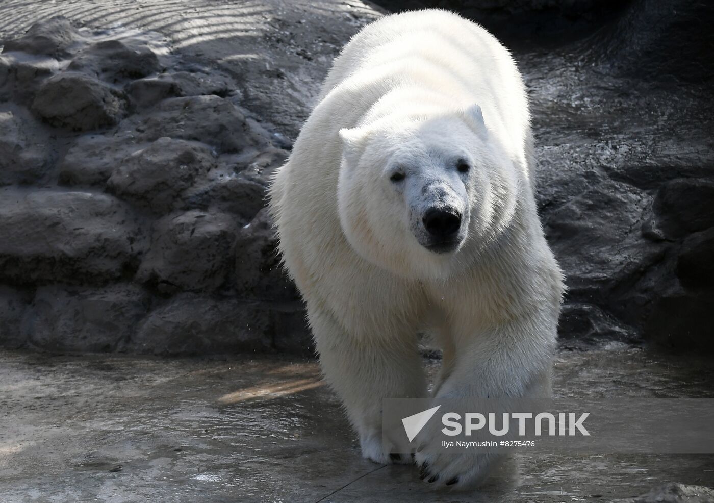 Russia Zoo Polar Bear