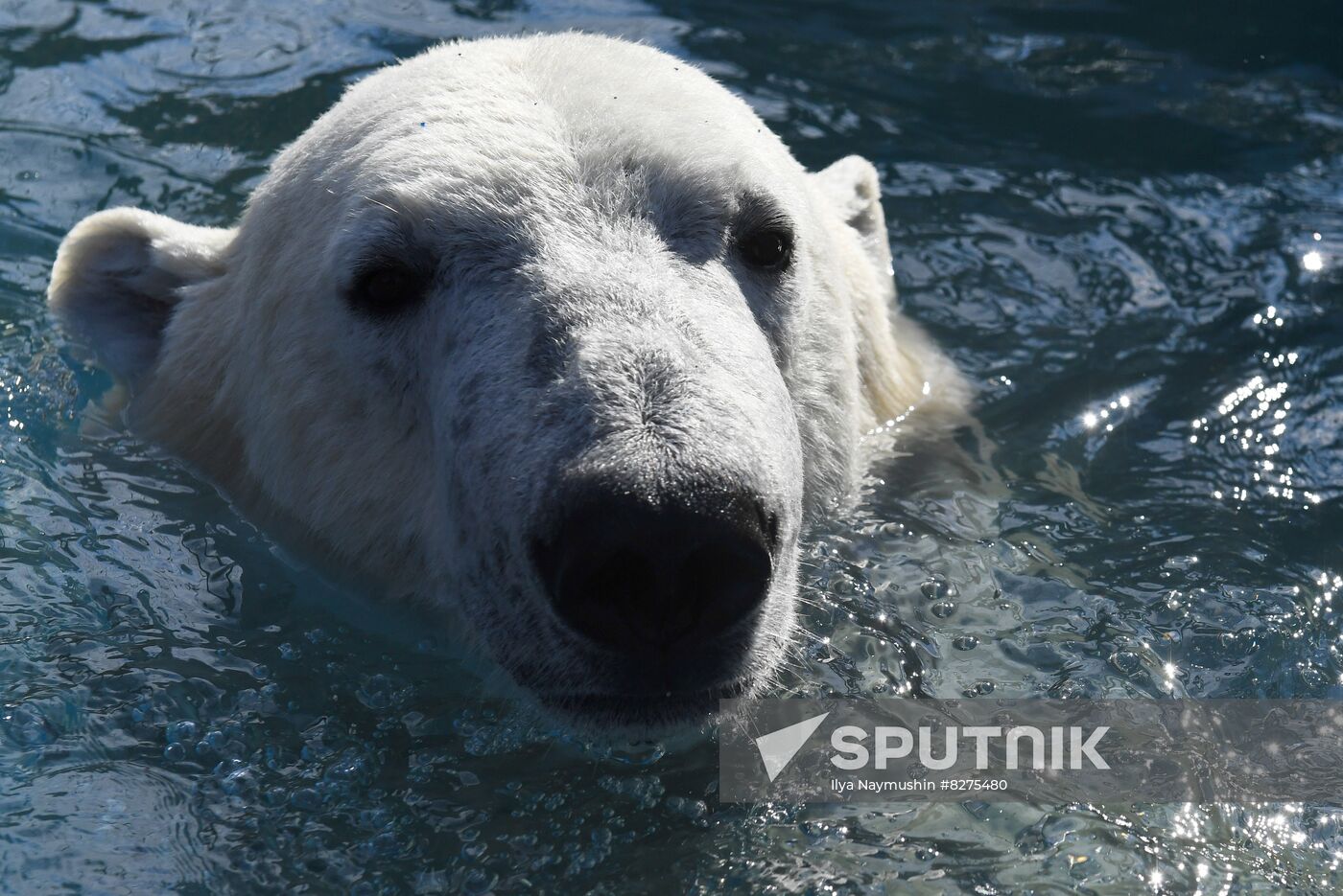 Russia Zoo Polar Bear