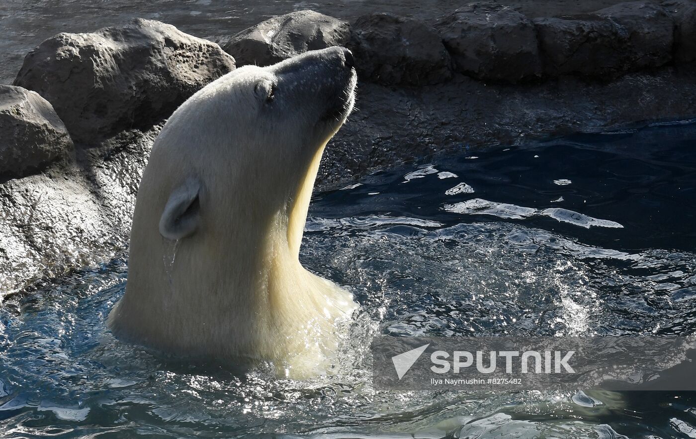 Russia Zoo Polar Bear