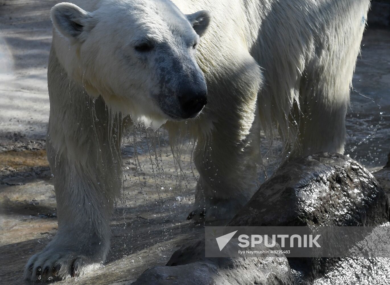 Russia Zoo Polar Bear