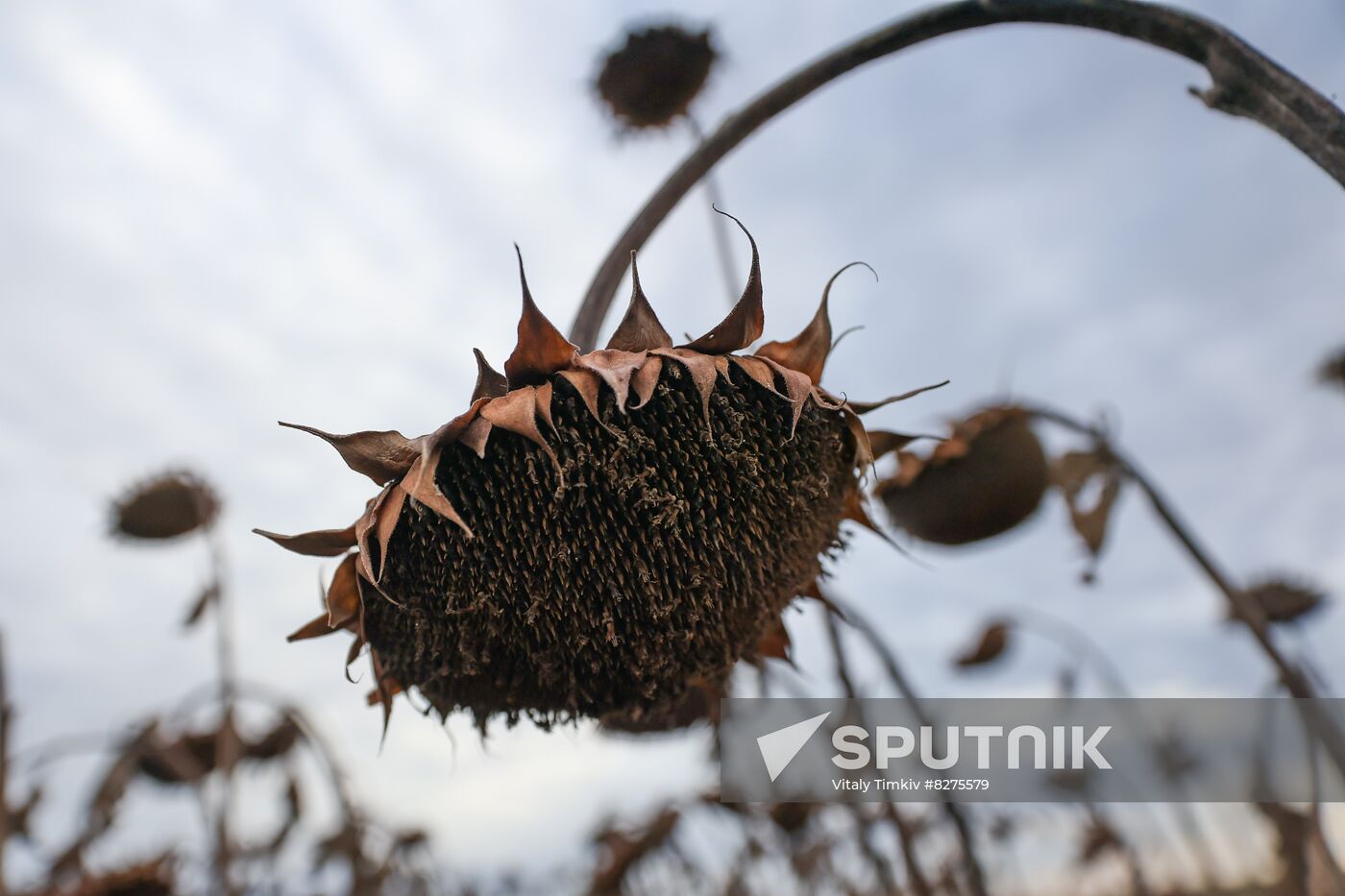 Russia Agriculture Sunflower Harvesting