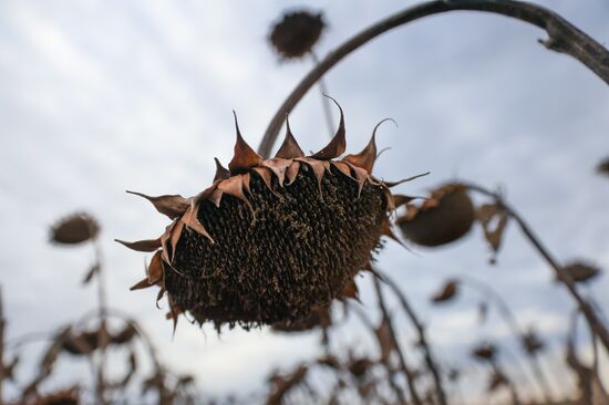 Russia Agriculture Sunflower Harvesting