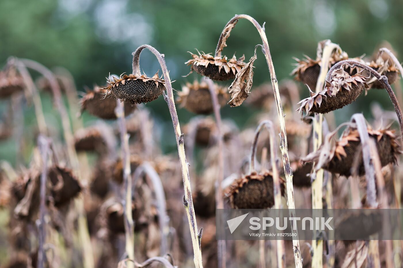 Russia Agriculture Sunflower Harvesting