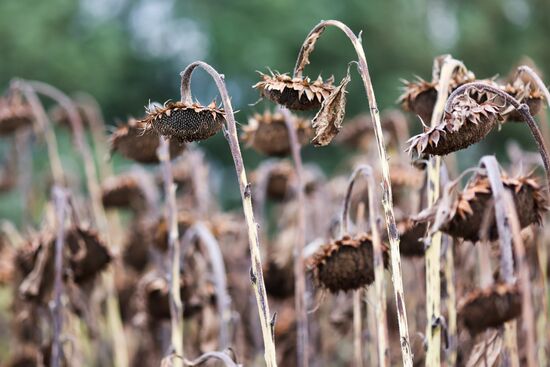 Russia Agriculture Sunflower Harvesting