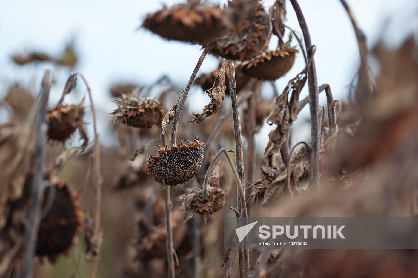 Russia Agriculture Sunflower Harvesting