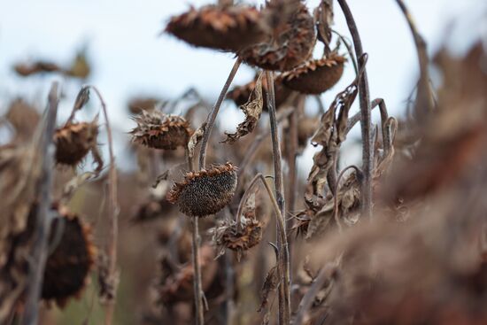 Russia Agriculture Sunflower Harvesting