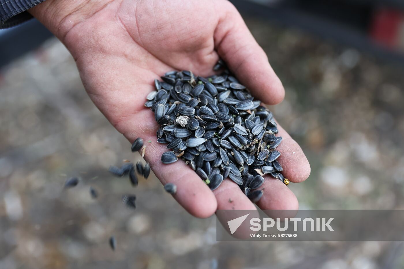 Russia Agriculture Sunflower Harvesting