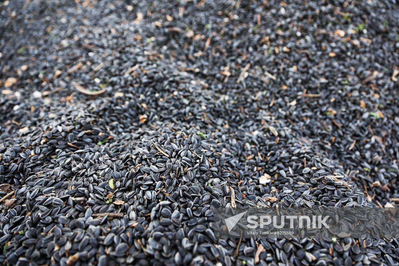 Russia Agriculture Sunflower Harvesting