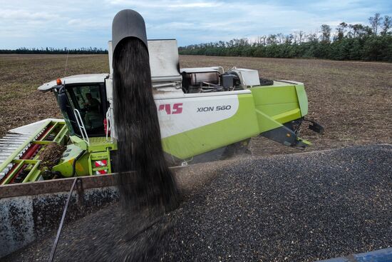 Russia Agriculture Sunflower Harvesting