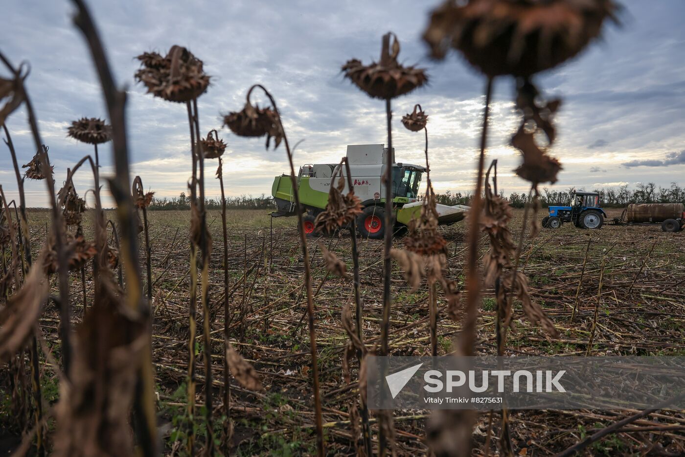 Russia Agriculture Sunflower Harvesting