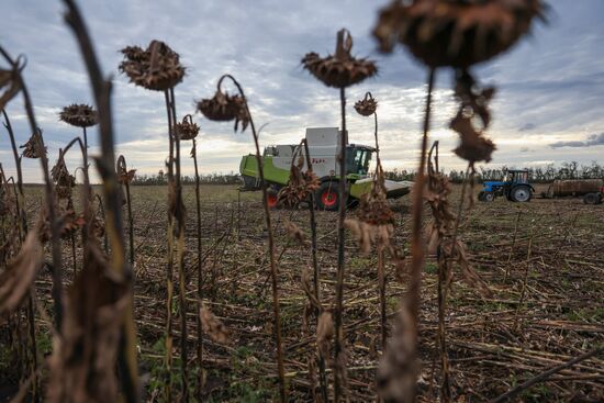 Russia Agriculture Sunflower Harvesting