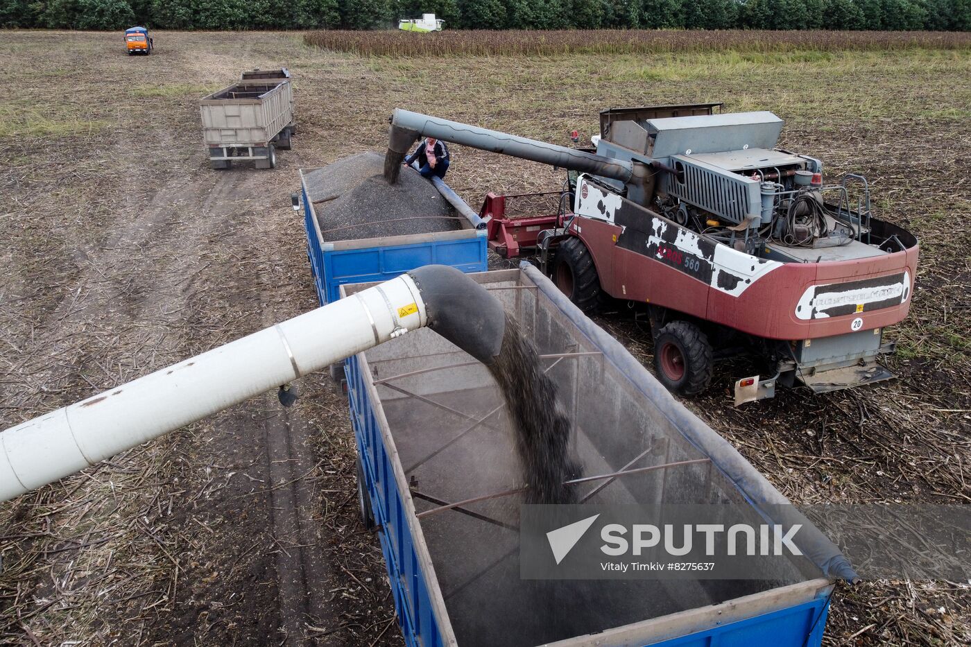 Russia Agriculture Sunflower Harvesting