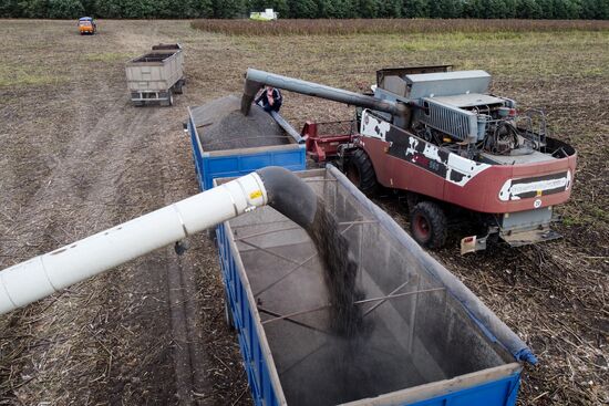 Russia Agriculture Sunflower Harvesting