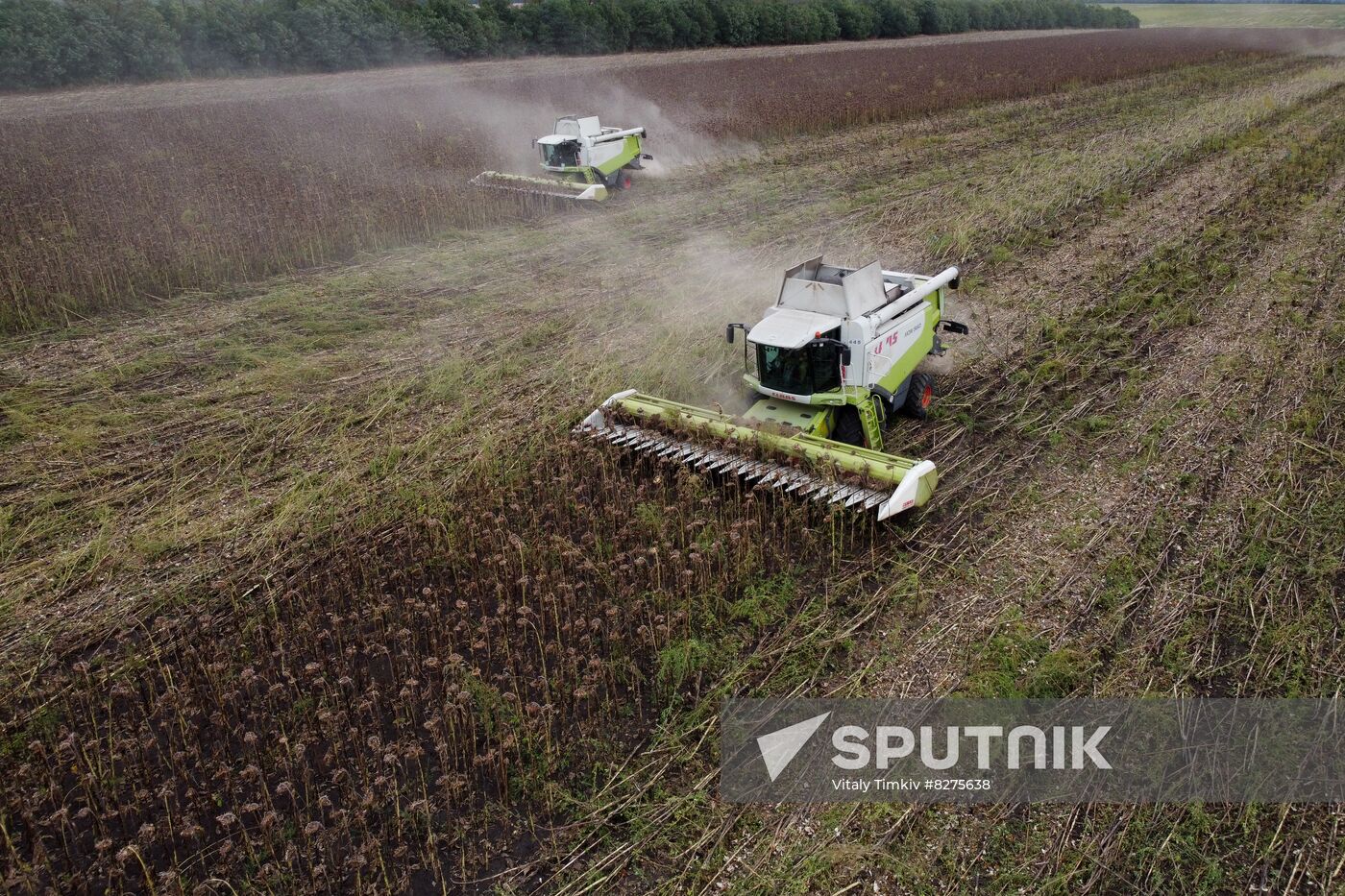 Russia Agriculture Sunflower Harvesting