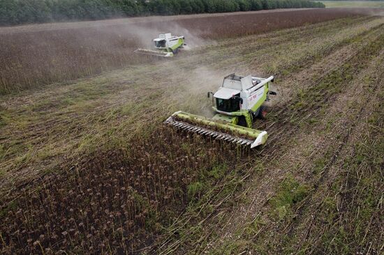 Russia Agriculture Sunflower Harvesting