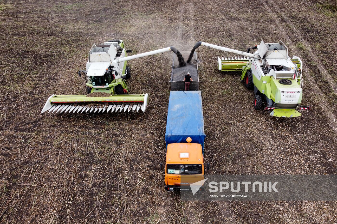 Russia Agriculture Sunflower Harvesting