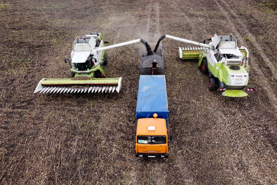 Russia Agriculture Sunflower Harvesting