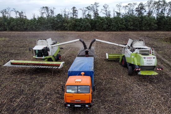 Russia Agriculture Sunflower Harvesting