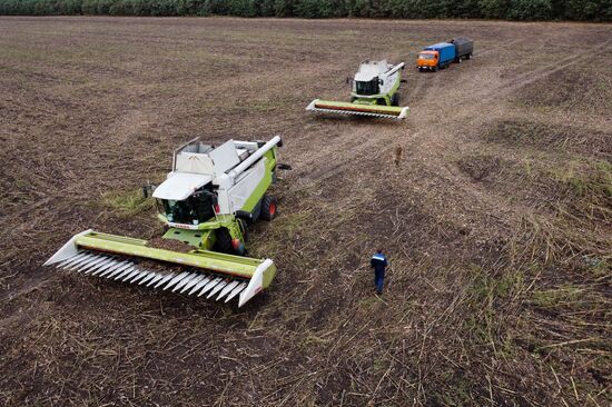 Russia Agriculture Sunflower Harvesting