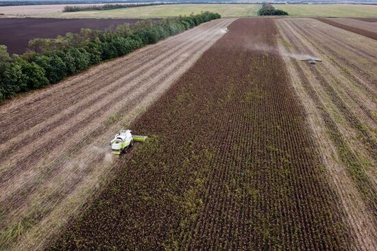 Russia Agriculture Sunflower Harvesting