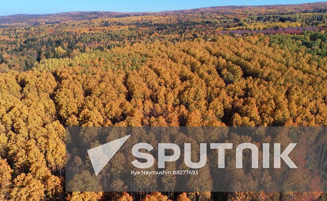 A view shows taiga forest in the Eastern Sayan mountains, Krasnoyarsk region, Russia. Location: Russia, Krasnoyarsk region. Author: Ilya Naymushin/Sputnik. Russia Environment