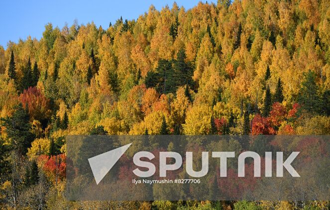 A view shows taiga forest in the Eastern Sayan mountains, Krasnoyarsk region, Russia. Location: Russia, Krasnoyarsk region. Author: Ilya Naymushin/Sputnik. Russia Environment