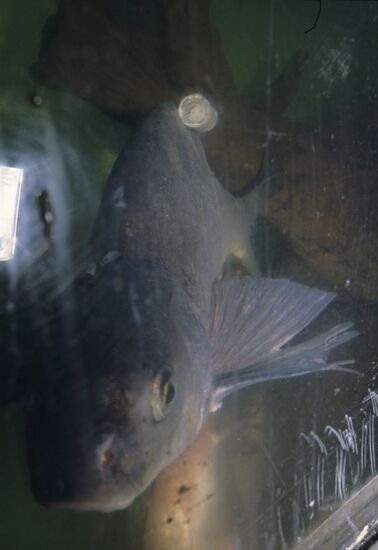 Papanin Institute of Biology of Inland Waters