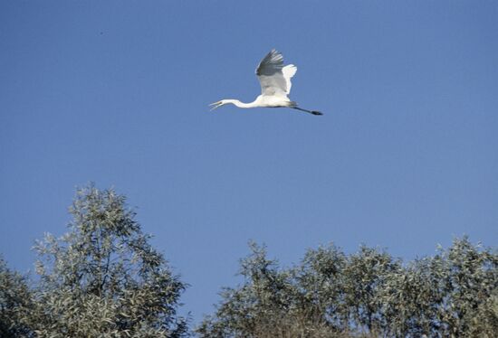 Astrakhan State Natural Biosphere Reserve