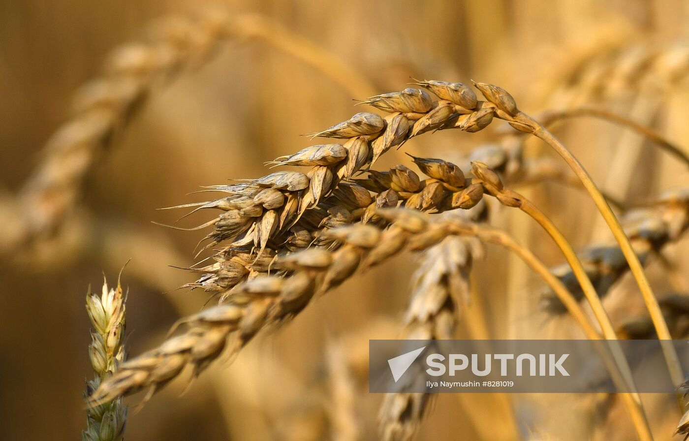 Russia Agriculture Wheat Harvesting