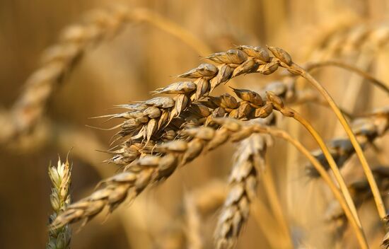 Russia Agriculture Wheat Harvesting