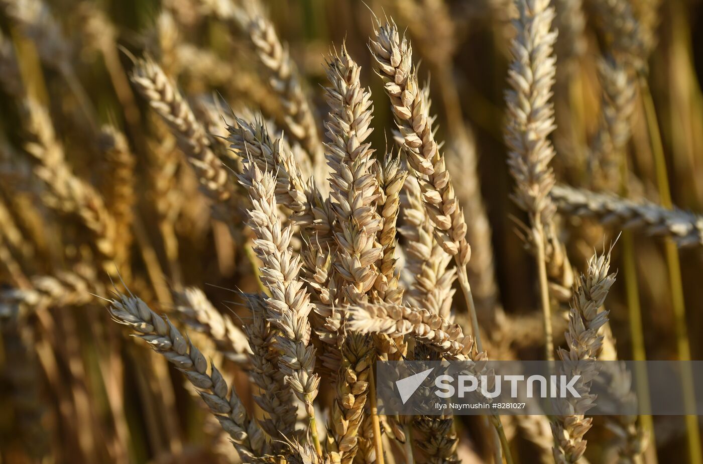 Russia Agriculture Wheat Harvesting