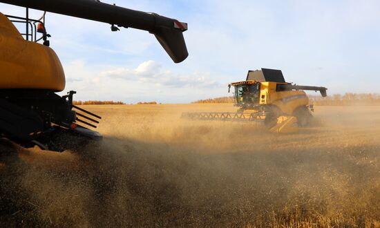 Russia Agriculture Wheat Harvesting