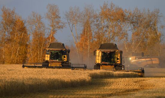 Russia Agriculture Wheat Harvesting