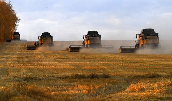 Russia Agriculture Wheat Harvesting