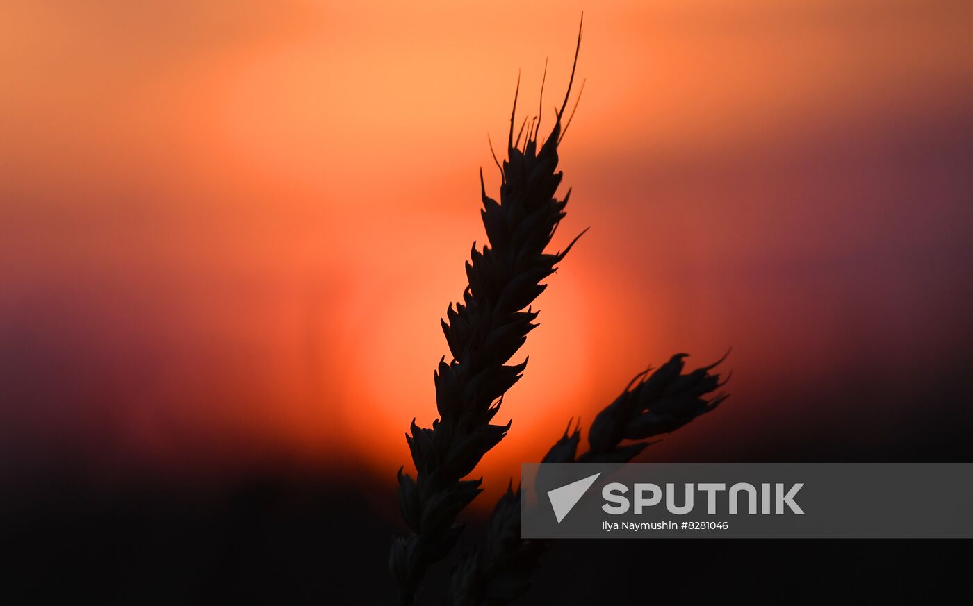 Russia Agriculture Wheat Harvesting