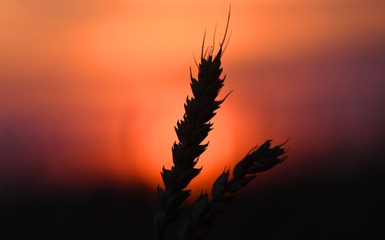 Russia Agriculture Wheat Harvesting