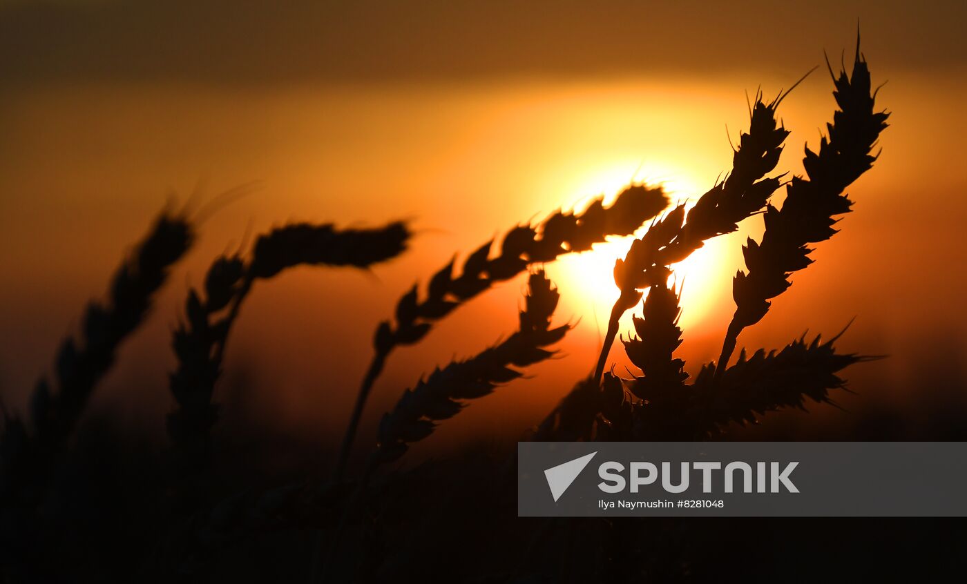 Russia Agriculture Wheat Harvesting