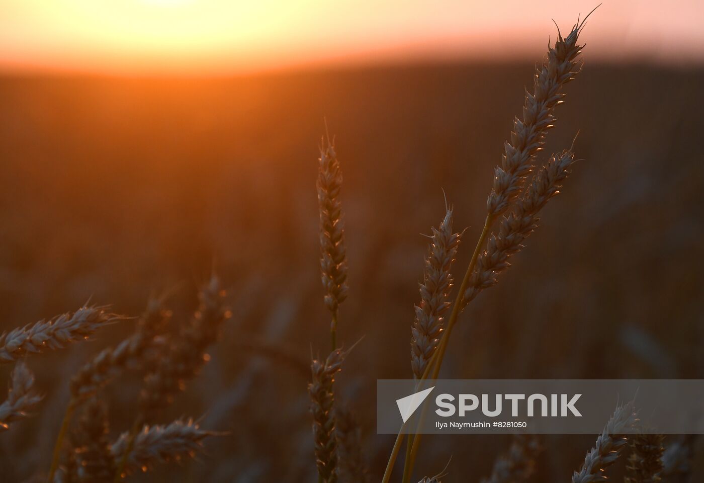 Russia Agriculture Wheat Harvesting