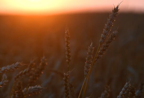 Russia Agriculture Wheat Harvesting