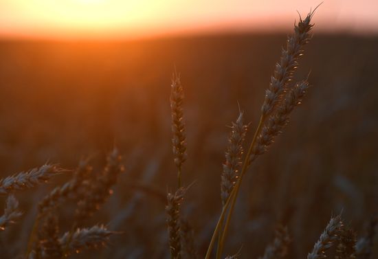 Russia Agriculture Wheat Harvesting