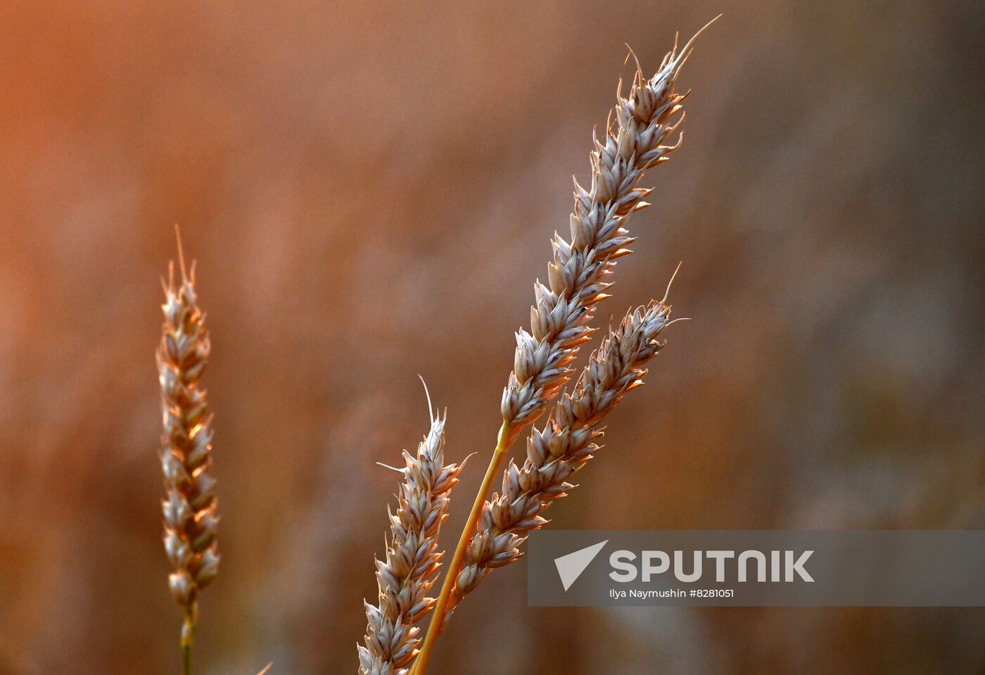 Russia Agriculture Wheat Harvesting